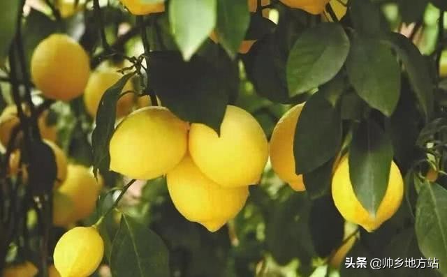 四川资阳安岳柠檬之乡简介,四川资阳安岳为什么叫柠檬之都