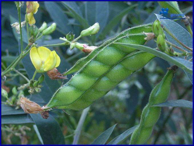 中药材木豆叶有什么用呢,中药材木藤