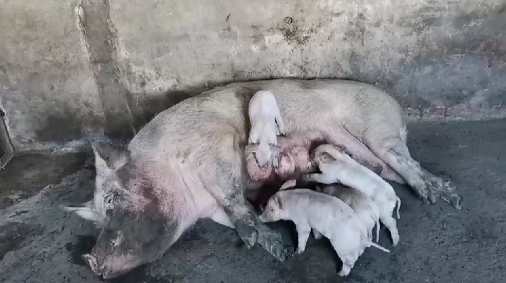 养殖母猪怎么样,母猪配完种怎么喂养仔猪多