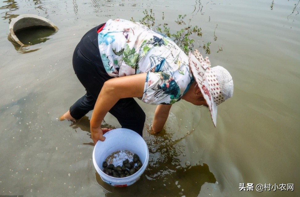 农民回乡种田种植粮食发展养殖,农村女大学毕业回乡创业养殖
