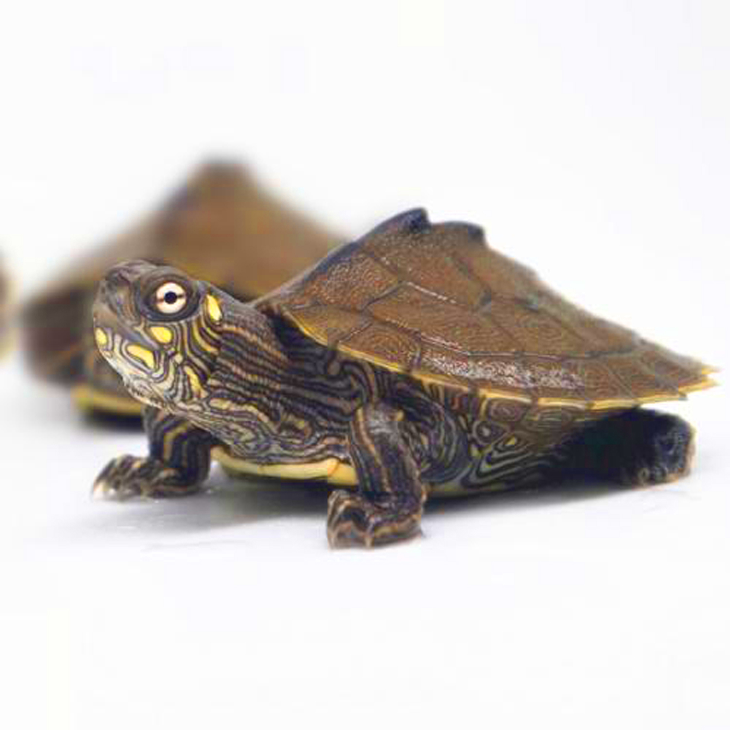 新手养龟哪种龟最好养,养龟新手应该选什么龟好