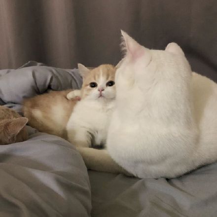 这只乳白英短，在摄影师主子镜头前，竟然活成了贵妃相，美翻了