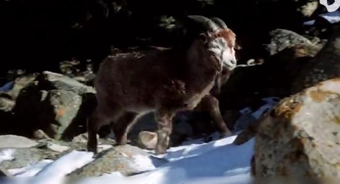 农民吃了一头羊，村长乡长竟然全坐牢，极具讽刺意味的国产片