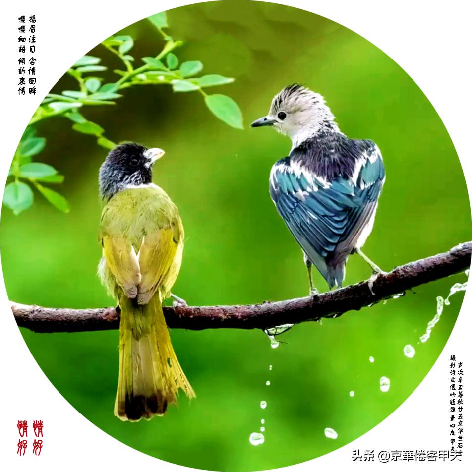 甲夫原创/詩語漫評：交颈相戏摇曳风姿，倾身顾盼生韵生情