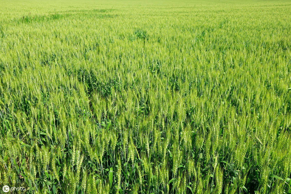 关于小麦上的锈病，你了解哪些知识？