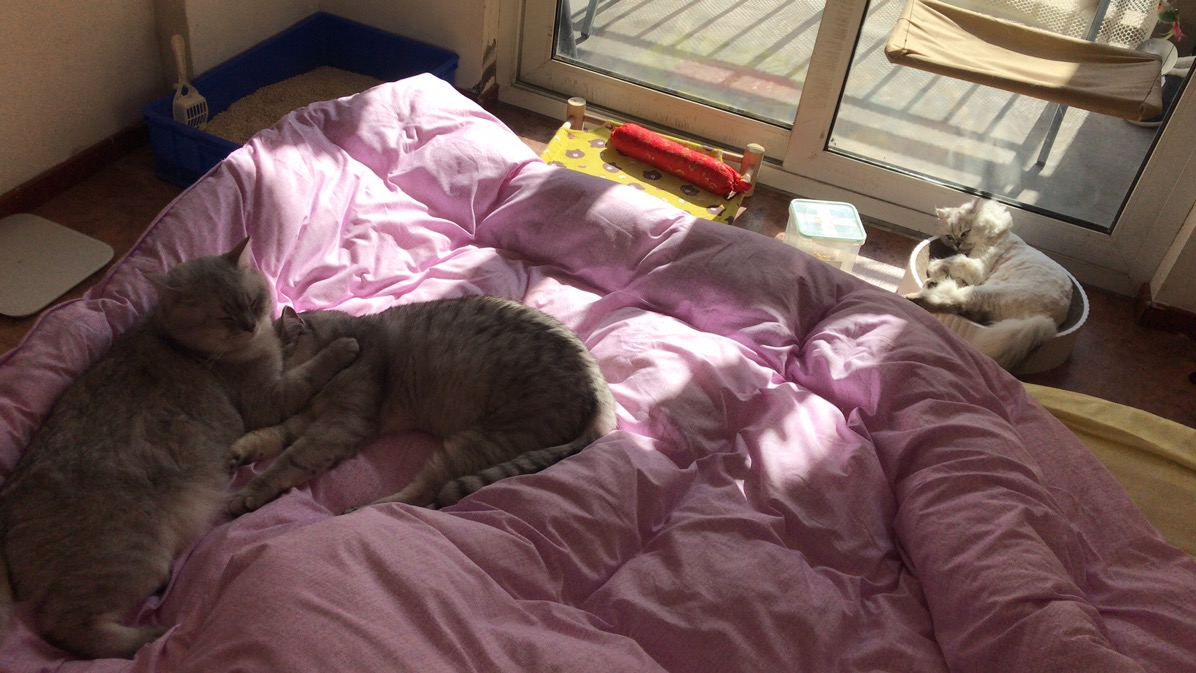 母猫主动上门有什么预兆,猫咪主动上门是吉是凶