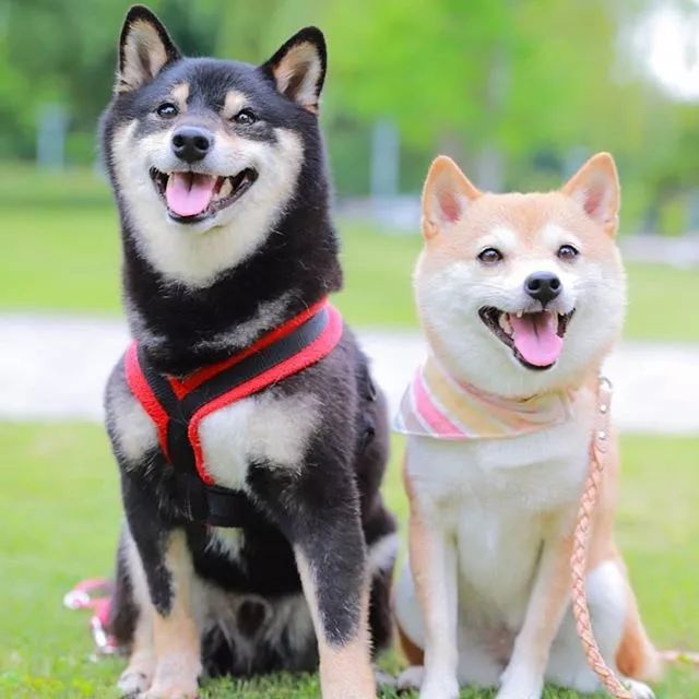 比人还会拍照的狗，简直萌炸朋友圈了