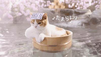 从化温泉推荐免费,从化毅华河景温泉酒店附近景点