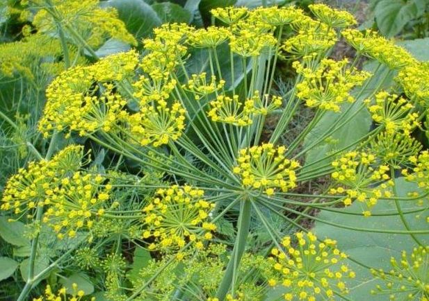 茴香有什么副作用,茴香营养价值禁忌