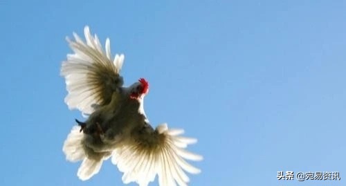 为什么白公鸡那么凶,白公鸡有这么神奇吗