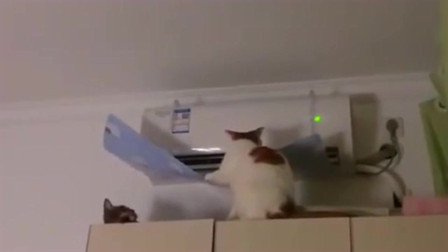 猫咪经常喝水是什么原因,猫咪突然不吃饭也不喝水怎么回事