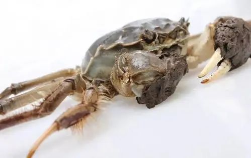 蒸螃蟹为什么蟹脚老是掉下来,大闸蟹怎么蒸蟹脚不会掉