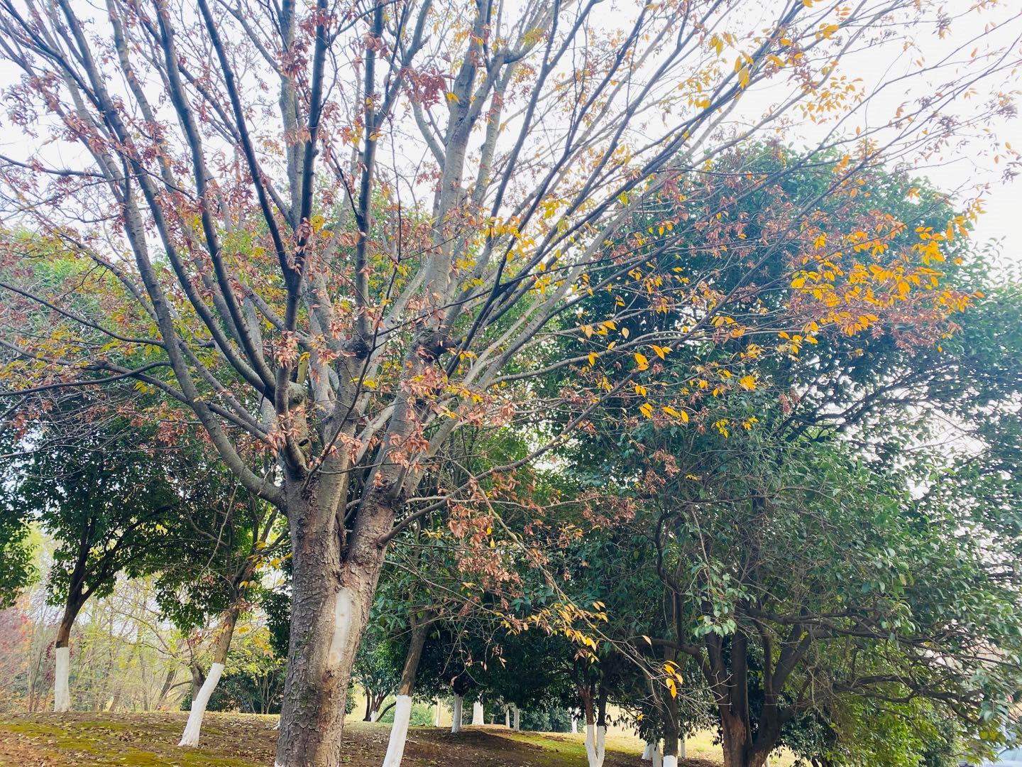 南京最适合夜晚的公园,南京周末户外打卡景点