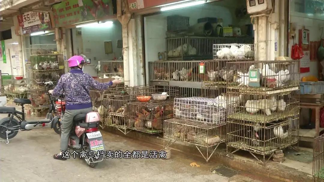 老广私藏的“心水宝地”！活禽多款，煲汤蒸煮没难度