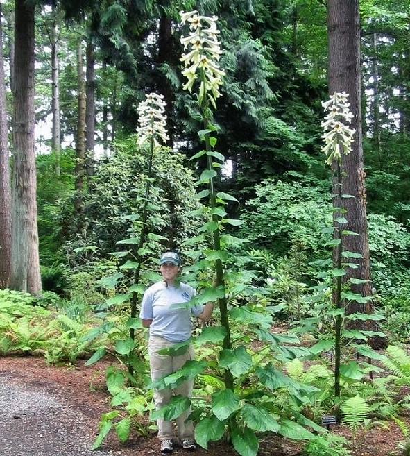 百合喜欢哪种类型,百合属于球根花卉吗