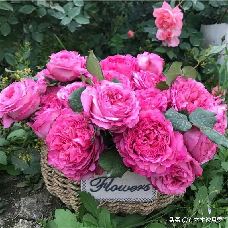 月季有盲枝是什么原因,春天月季全部都是盲芽是什么原因