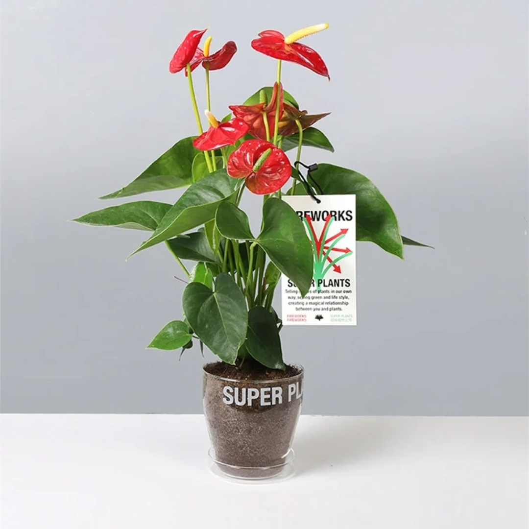 野冬青花材,畅销花卉绿植排行榜前十名