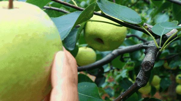 孟津5月采摘园哪个比较好,洛阳采摘攻略