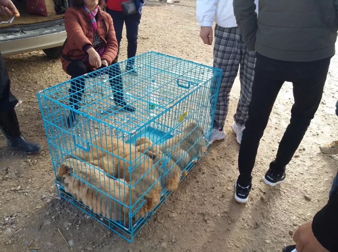 金毛狗市场幼犬出售,金毛狗50元一只批发直播卖