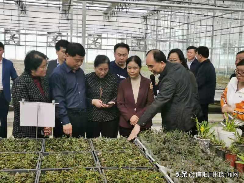 九三学社到我县调研,九三学社组织考察一般考察什么