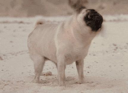 狗狗总是用屁屁蹭主人的腿,狗狗老是用屁股蹭你是什么意思