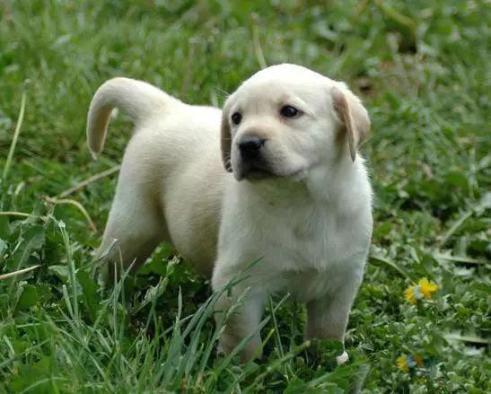 45种狗狗很难得一见你认识几种,45种最难得一见的狗