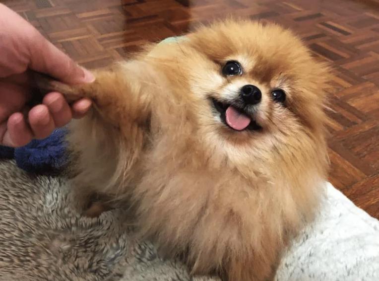 养狗狗是养博美好还是养泰迪好,养小博美是一种什么样的体验