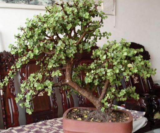 小盆栽金枝玉叶怎么养成老桩,金枝玉叶盆栽怕晒吗