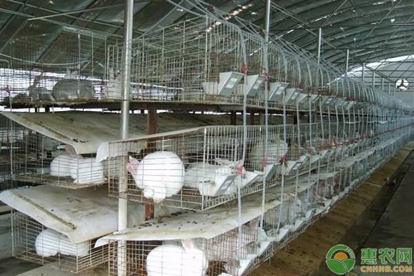 兔子价格多少钱,2021兔子养殖的市场前景