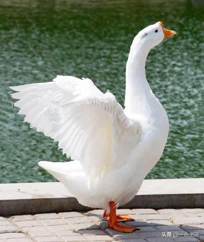图文教程鹅的写意画法,鹅的简单画法教程