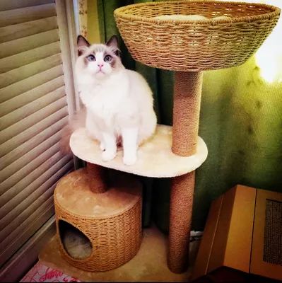 猫狗双全必备清单,猫狗主子的日常