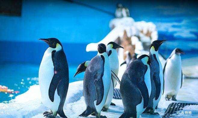 去拍拍蓝海酒店l做一片有温度的“蓝海”