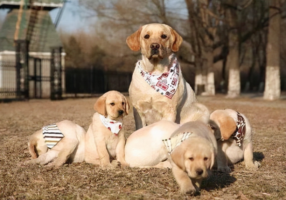 狗狗产后拉稀怎么治,家里狗狗拉屎怎么处理