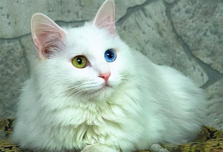 新手养猫不建议养的四种猫,适合新手和不建议新手养的猫