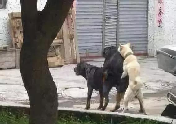 公狗被公狗纠缠怎么办,我家公狗一直叫怎么办