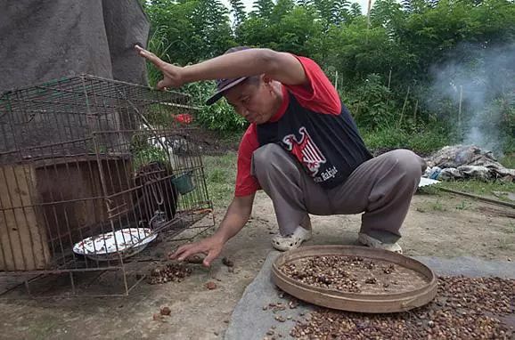 猫屎咖啡真的是用猫屎做的吗,市面上普通的猫屎咖啡是真的吗