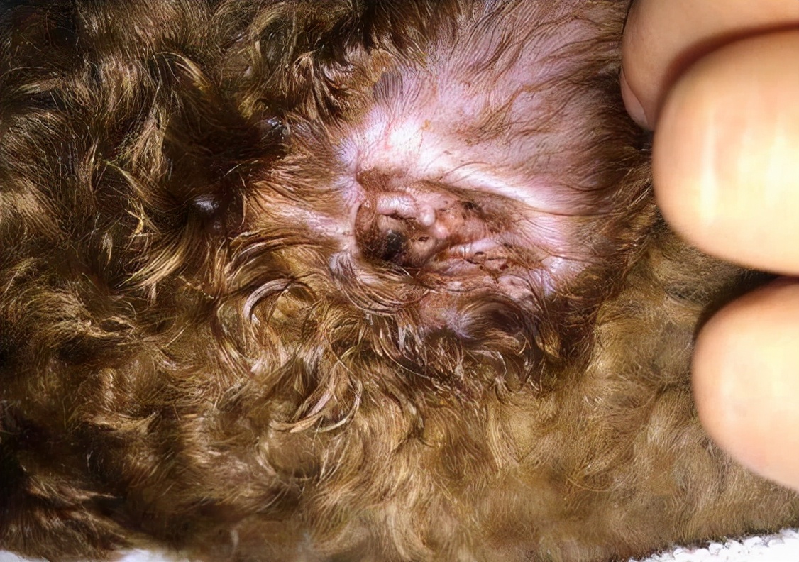 泰迪毛病怪不怪,泰迪哪些行为是看不起人