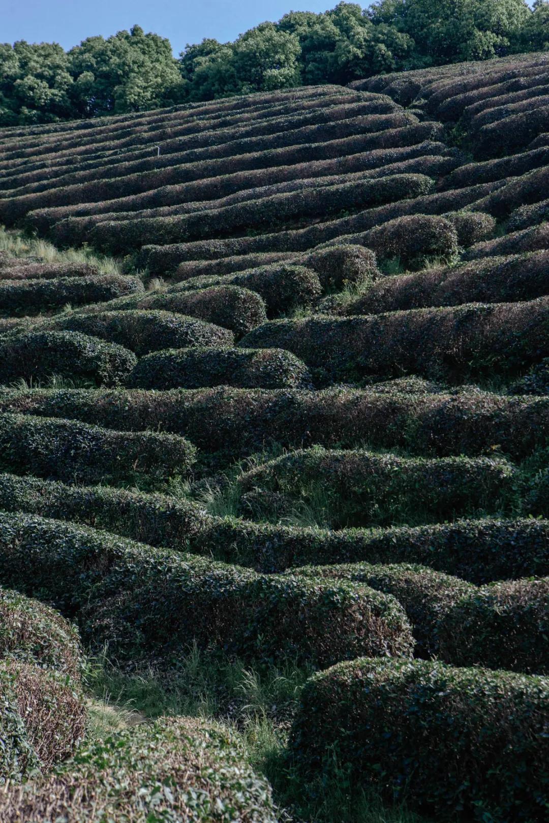 杭州百景｜龙坞，茶，太阳，酒，音乐