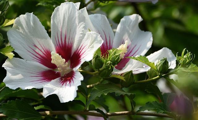 我心目中的木槿花