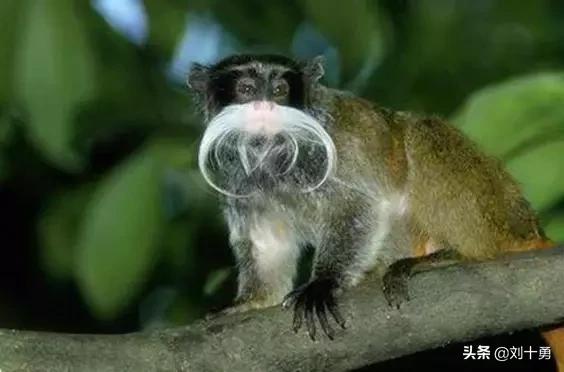 罕见动物60种大开眼界,十种罕见动物