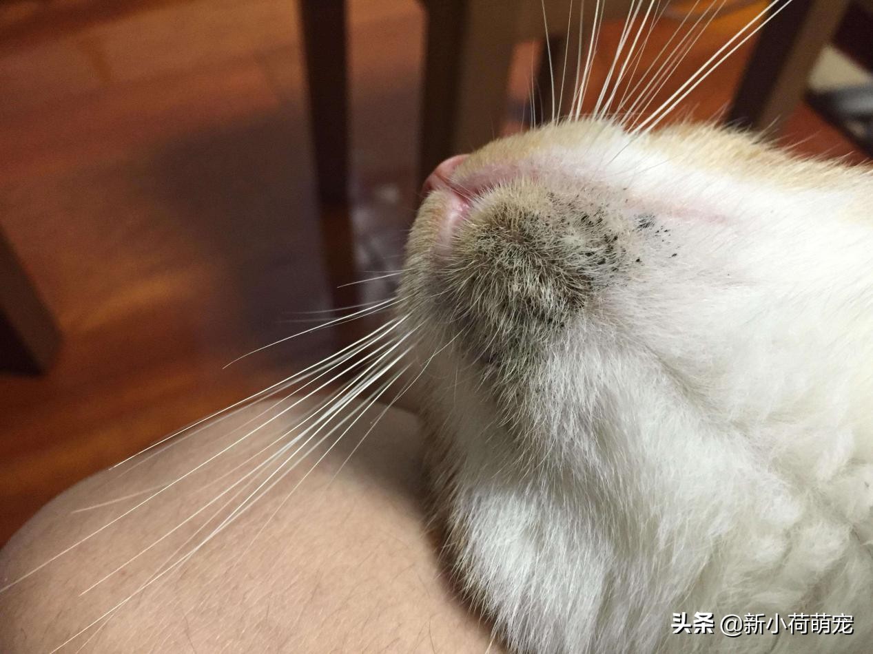 猫下巴黑色颗粒是跳蚤吗,猫下巴黑色是虫卵吗