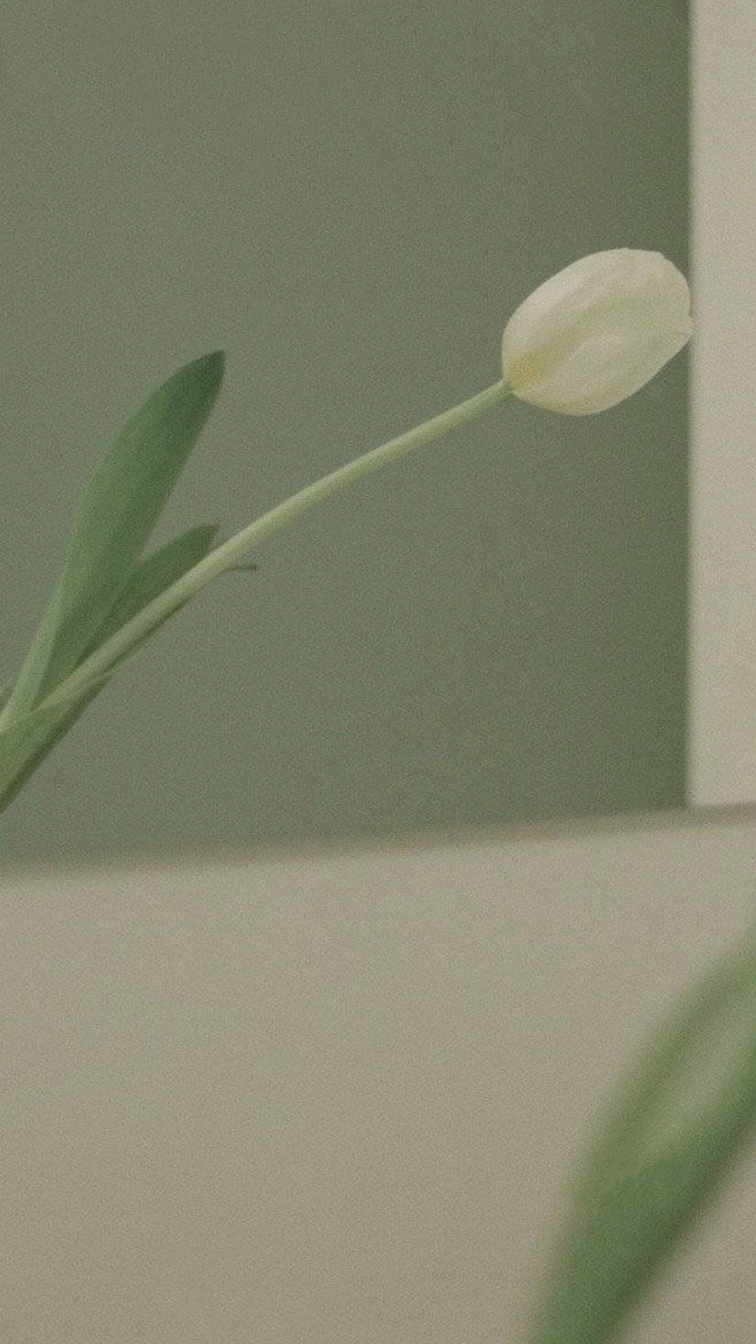 手机壁纸精选高清绿色护眼壁纸,绿色护眼壁纸高清全屏手机锁屏