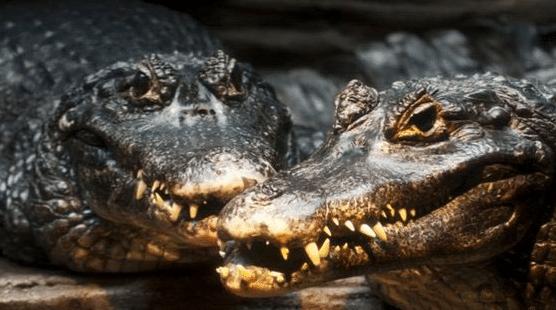 亚马逊雨林看起来是绿色天堂，实则是人类禁区，到底有多恐怖？