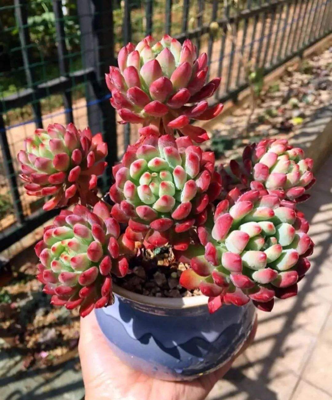 多肉蒂亚变黄了是什么原因,多肉变白了怎么补救