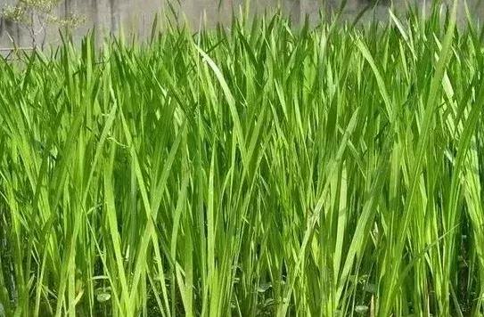 中草药防治鱼病效果好的有哪些,专治鱼病的中药配方