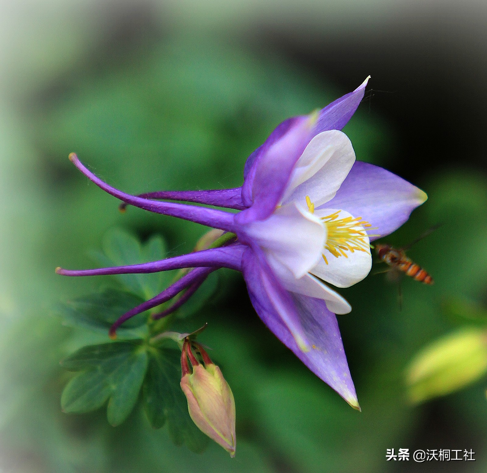 二十四节气花与诗感悟,二十四节气里的梅花诗句