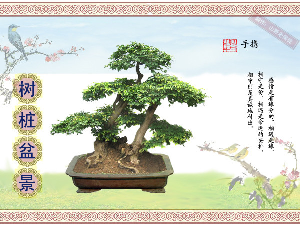 鏍戞々鐩嗘櫙楂樻竻鍥剧墖,姒旀鐩嗘櫙鏍戞々