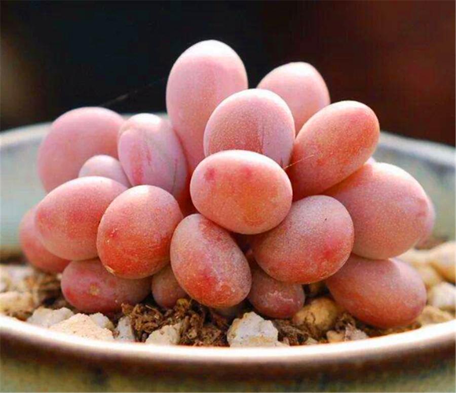 桃蛋叶片鼓起来透明怎么办,桃蛋叶片发白怎么回事