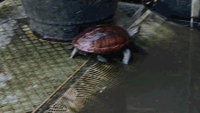 龟界百事通做的龟苓膏，煲前还要先玩火