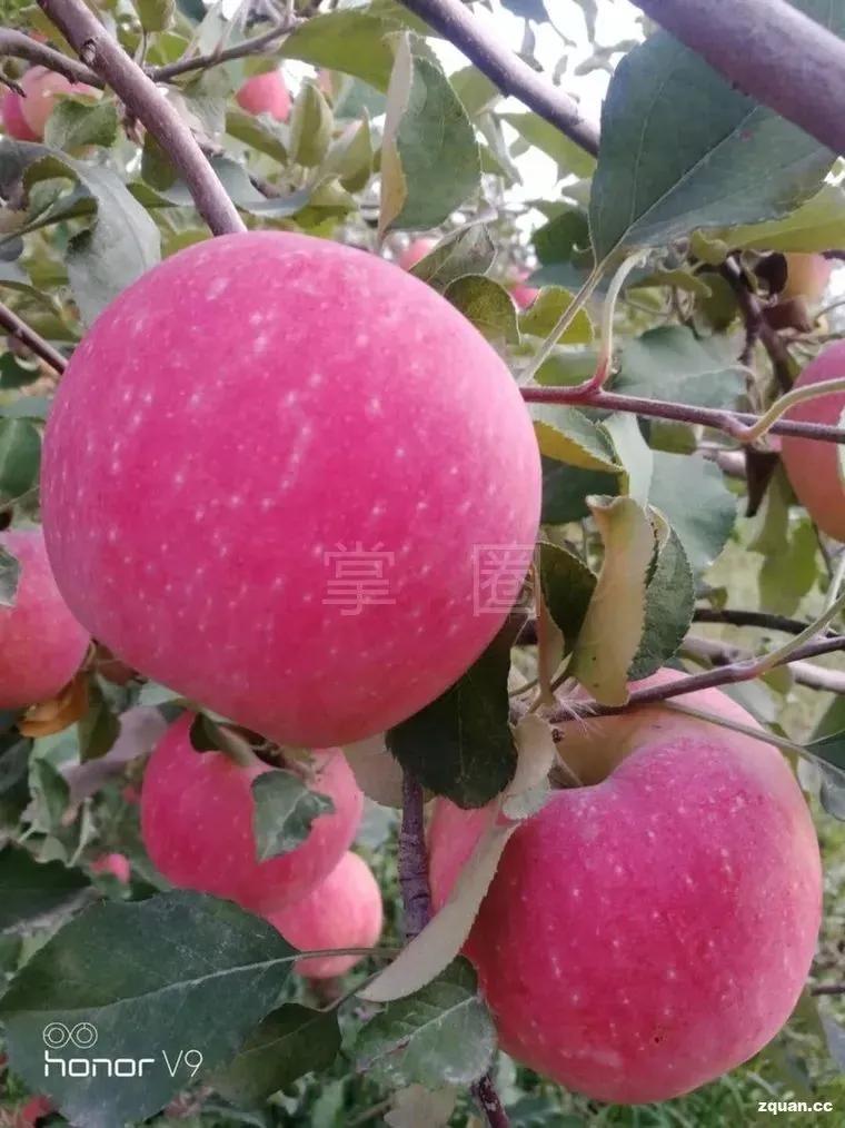 NO.976：阿克苏求职招聘、出租转让、二手信息…大全